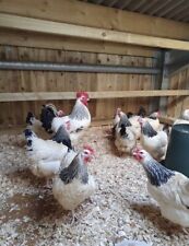 Light sussex hatching for sale  BURY