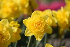 10x narcissus double for sale  CRAWLEY