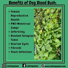 Dog Blood Bush Herbs (fertility Bush)-Rivina Humilis for sale  Shipping to South Africa