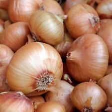 Onion sets 500g for sale  NEWRY