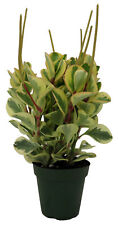 Citrus peperomia plant for sale  Wadsworth