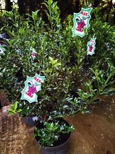 Ilex aquifolium alaska for sale  DUDLEY