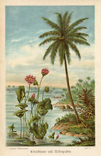 Vintage Botanical Print: Lotus Flower & Palm Tree, Natural Illustration #K292, used for sale  Shipping to South Africa