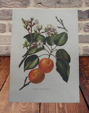 Antica Manifesto Botanica Poster Art Print A3 Albero di Albicocca Prunus Frutta usato  Spedire a Italy