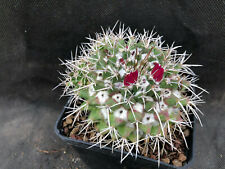 Mammillaria compressa vivaio usato  Massafra