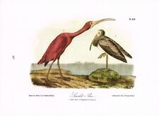 Scarlet ibis vintage for sale  DEREHAM