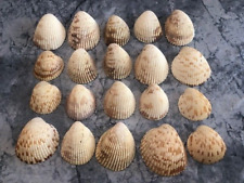 Florida cockle clam for sale  Osprey