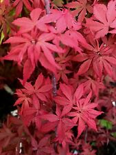 Japanese maple kandy for sale  Woodburn