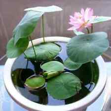 Bonsai water lily for sale  Russell