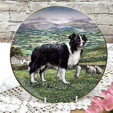 Dogs border collie for sale  SHEFFIELD