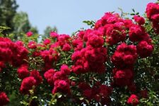 Rosa rampicante rosso usato  Cirie