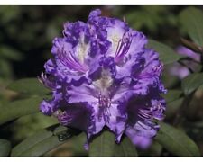 Alpenrose rhododendron hybride gebraucht kaufen  Deutschland