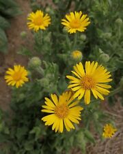 Mexican arnica heterotheca for sale  Shipping to Ireland