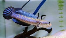 Channa snakehead pulchra for sale  READING