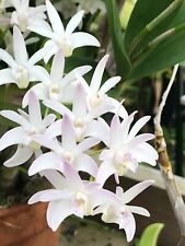 Dendrobium delicatum fragrant for sale  Sebastopol