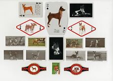 Basenji collection dog for sale  COLEFORD