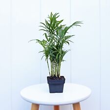 Parlor palm plant for sale  Boca Raton