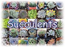 Succulents aloe echeveria for sale  Tucson