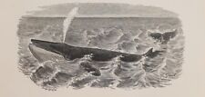 1894 balena cetacei usato  Pescara