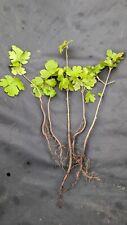 Field maple acer for sale  KETTERING