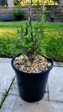 adenia for sale adenia for sale Shipping to South Africa