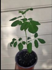Two inch moringa for sale  Mobile