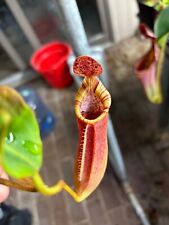 Nepenthes seedling for sale  Raleigh