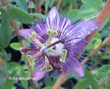 Passiflora purple haze gebraucht kaufen  Wuppertal