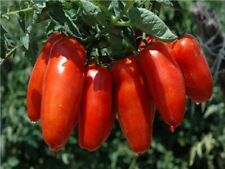 100 graines tomate d'occasion  Mantes-la-Jolie