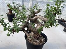 Commiphora Gowllelo very beautiful shape # Boswellia Fouquieria cyphostemma, used for sale  Shipping to South Africa