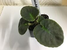 Lullaby african violet for sale  Mascoutah