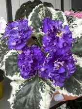 African violet blatt gebraucht kaufen  Bochum