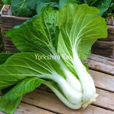 Giant pak choi for sale  DEWSBURY