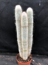 Cleistocactus strausii cactus usato  Massafra