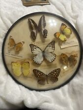 Vintage taxidermy entomology for sale  Angleton