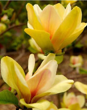 Magnolia sunsation magnolia for sale  HORSHAM
