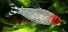 Rummy nose tetra for sale  UK