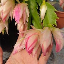 Schlumbergera queen sovereign for sale  Shipping to Ireland