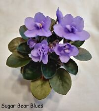 African violet mini for sale  Louisville