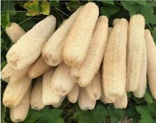 50 semillas de calabaza esponja Luffah , usado segunda mano  Embacar hacia Argentina
