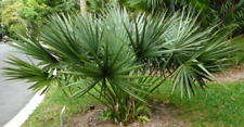 Palmetto palm tree for sale  Charleston
