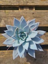 Echeveria colorata mexican for sale  CLACTON-ON-SEA