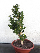 Bonsai utdoor buchs gebraucht kaufen  Neustadt a.d.Donau