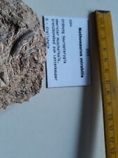 Dinosaurier fossilien nothosau gebraucht kaufen  Walzbachtal