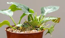 Dorstenia foetida caudiciform for sale  WALTON ON THE NAZE