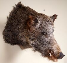 Schöner wildschweinkopf besch gebraucht kaufen  Kirchberg