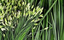 Garlic chive seeds for sale  Deltona