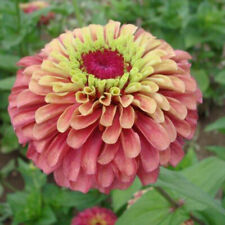 Zinnia queen lime for sale  WITHAM