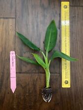 Double mahoi banana for sale  Bossier City