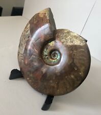 Large ammonite fossil for sale  Miami Beach